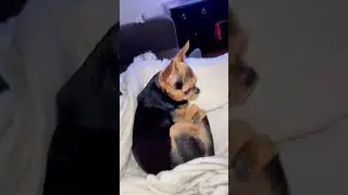 Koiran ILTATOIMET🐶#koira #dog #suomi #lemmikki #pet #myday #fyp #fry #foryou #amazink #kassuks