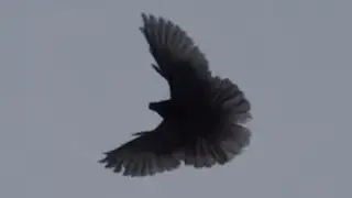Ледарі поступово міняють статус
