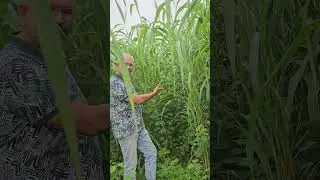 गाईंसाठी ज्वारी वर्गीय Advanta Megasweet चारा #megasweet #AdvantaSeeds #fodder #गोपालन  #desicow