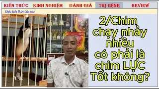 Phát live hướng dẫn Chăm chim Chào mào từ Nhất Tiến Lập