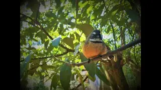 Pávík (Fantails)