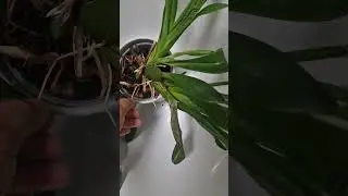 Signs your orchid collection has spider mites 🕷 #orchidcare