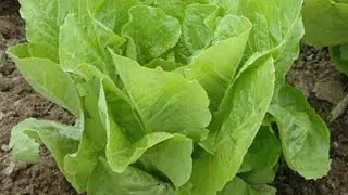 green coral lettuces