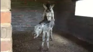 Full donkey mating video viral