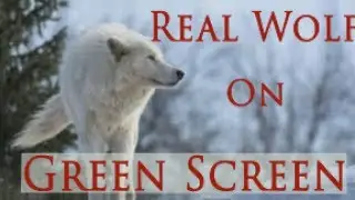 Real Wolf on Green Screen