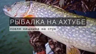 Традиционный Астраханский способ ловли хищника на СТУК! Судак, Щука, Берш.