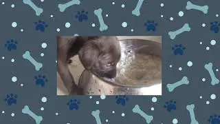 How To Feed Puppies HEALTHY FOOD FOR PUPPIES LabraDabble