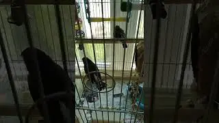 Good Birdies 