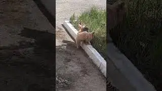 # Котейкина ода!!!Истории Кота-Мурлыки и кошки Мурки;