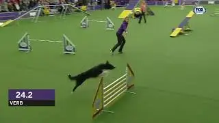 Verb I 2019 WKC Masters Agility Grand Champion I FOX SPORTS