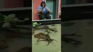 Aquarium GA Аквариум 2