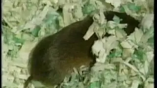 Vole Control featured on 