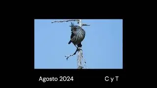 "Cachudito pico negro".  #birds #avesdeargentina #shorts