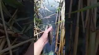 поймал и отпустил, берегите природу