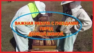 Работаем с гнездами изымая маломедные рамки и лишние полномедные.