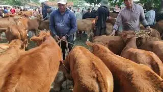 HARGA PEDET JANTAN BOKONG SEMOG