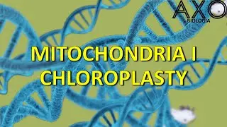 10. Organella z podwójną błoną