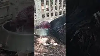 Mary the turkey #taste