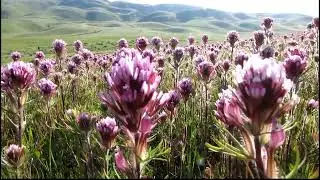 Wildflowers bloom in the Carrizo Plain on march 23 2010