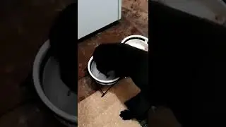 Лабрадор, угар)