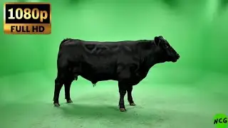 A Cow walking green screen video (No Copyright Video) free to use 