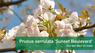 Prunus serrulata 'Sunset Boulevard'