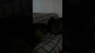 Веселая игра котов