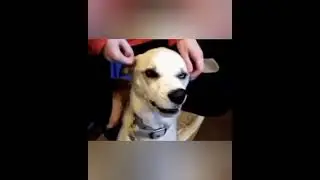Прикинься киса Песиком, понюхай попу носиком