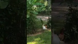 Chicken Jump