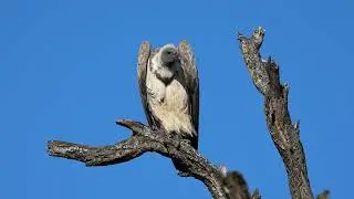 Cape Vulture, Vautour Chassefiente