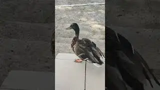 Первый проход по даче!