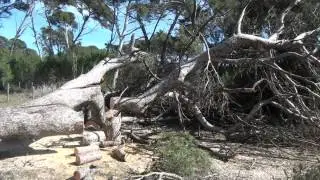 Traitement des arbres dangereux / Casques verts