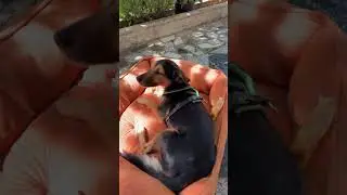 Ой как нравится 👍🐕‍🦺
