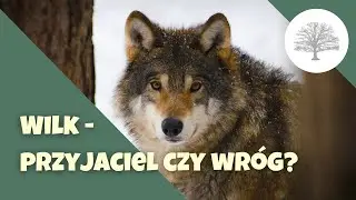 Wilki w Polsce - dlaczego jest ich coraz więcej?