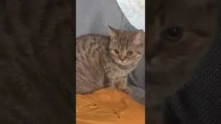 Судьба кошки на волоске..