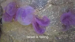 Gaza’s final lesson • videotract for Palestine