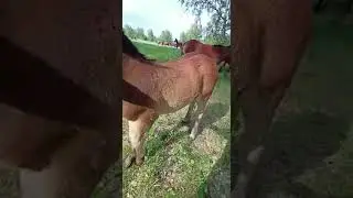 Обход табуна .июнь 2023.Продажа тяжеловозов.