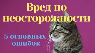 «Вред по неосторожности» — или 5 ошибок хозяина, которые сокращают жизнь его кошки