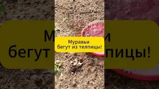 Теплица без муравьев! 