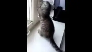 приколы с котиками\кот муркот\смех\ржачь\+100500\как кот играет\милый котик\