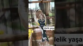 Saka kuşu huylandrma 💫💫💫💫💫💥💥💥💥💥💥💥💥💥💥