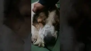 Алабай. Диван. Таски. Любовь. Сон. Злой алабай