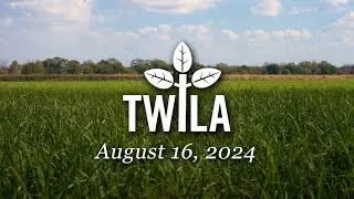 TWILA— August 16, 2024