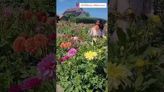 Flowers #new #ytshorts #viralshorts #shorts #viral #trending #cute #beautiful #garden #summer #viral