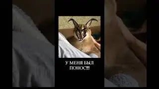 МаМа, Ты ЗаЧеМ  пОдОрВаЛа ОгУрЕц? 