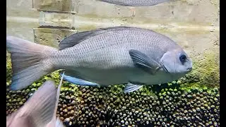 メジナ　Largescale Blackfish　Girella punctata