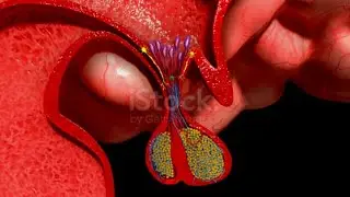 3D view of pituitary gland ||pituitary gland secreting harmones
