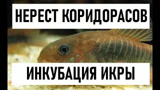КОРИДОРАСЫ ОТНЕРЕСТИЛИСЬ | ИНКУБАЦИЯ ИКРЫ КОРИДОРАСОВ