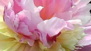 прелесть