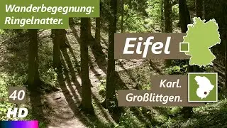 Eifel | Karl - Großlittgen | Wandertour | Eifelsteig | Schmitzlinden | Ringelnatter (4:03)